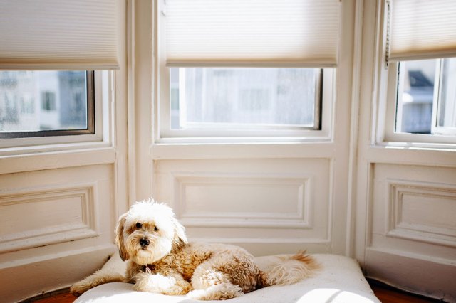 An image of a fluffy dog lying by three windows