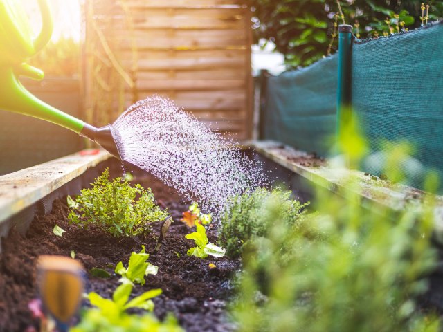 An image of a garden being watered with a hose