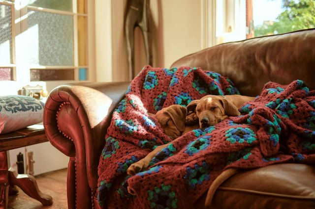 An image of two dogs laying on a red afghan on a brown leather couch