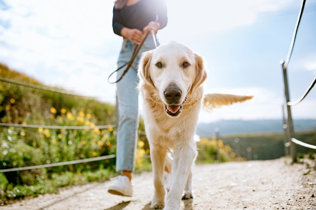 An image of a woman walking a golden retriever 