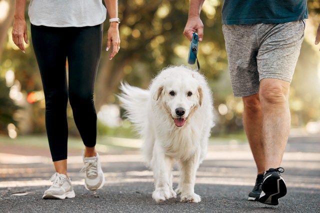 An image of a woman and a man walking a white dog