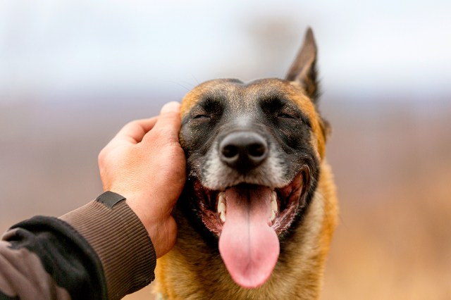 An image of a person petting a dog