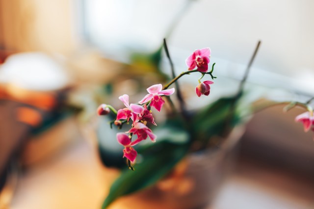 An orchid with small pink flowers