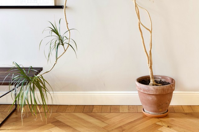 An image of a green plant in a brown clay pot