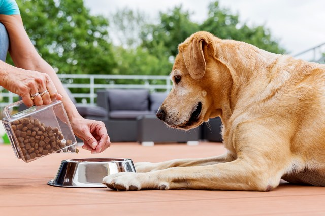 An image of a dog watching a person pour dog food into a bowl