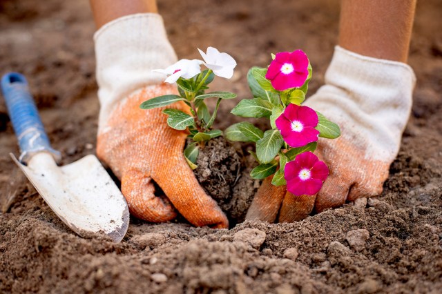 An image of a person planting flowers