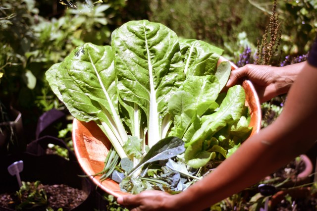 An image of kale in a harvesting bucket