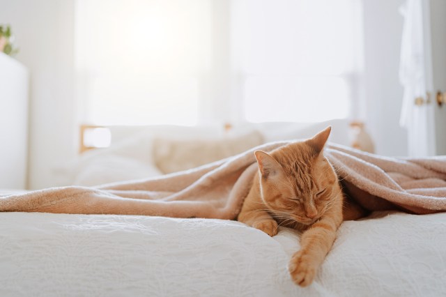 An image of a cat under a blanket