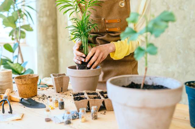 Person putting a plant in a potter