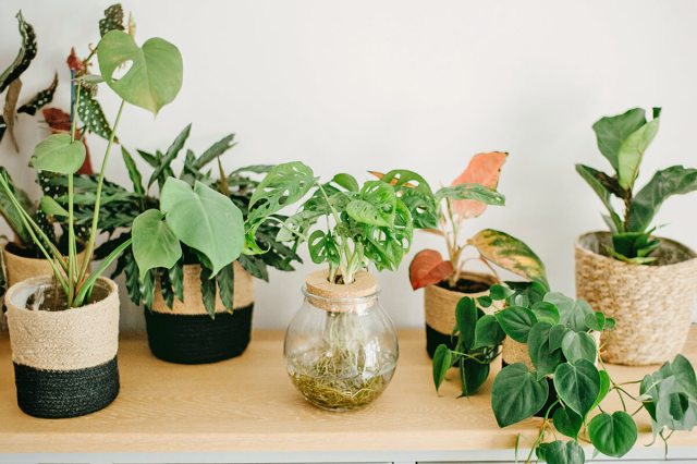 Plants in potters on a shelf indoors