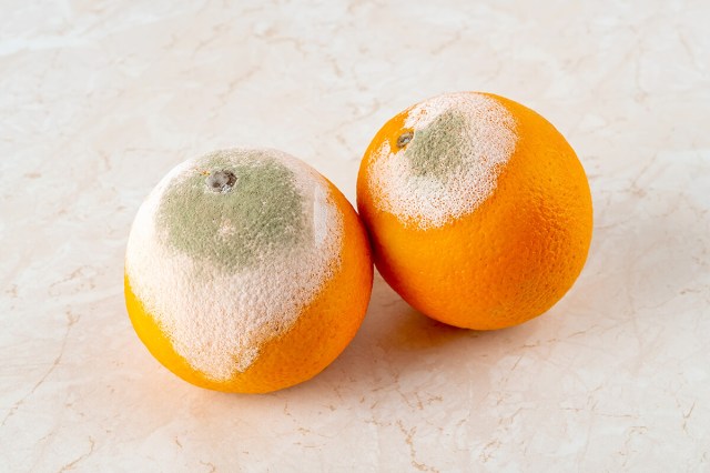 Moldy oranges