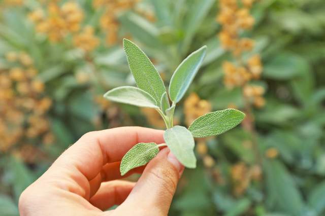 Person pinching an herb between their fingers